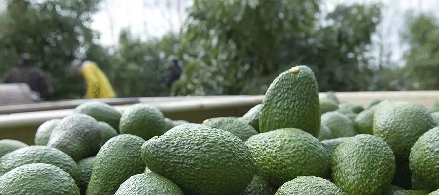 牛油果树不只是观赏植物——几年结果实的实用价值（探究牛油果的种植及应用）