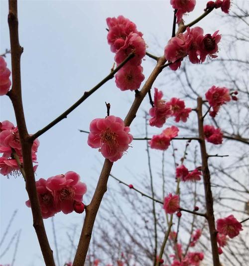 探究梅花花语的魅力（了解梅花花语的内涵与象征）