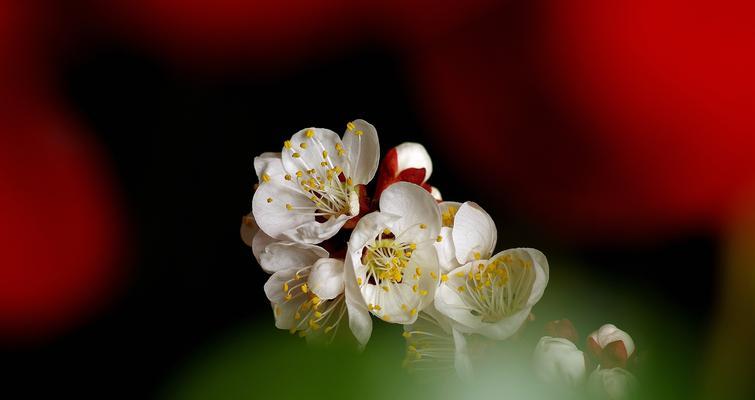 梅花的傲雪风姿（先花后叶）