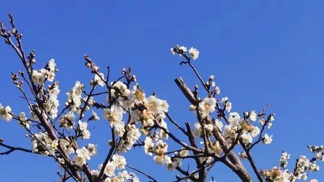 青梅花语传递的情感和寓意（探寻青梅花的历史与文化意义）