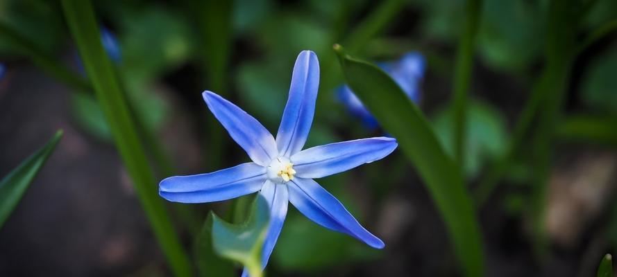 花语品种（探索花语与各国文化的奇妙融合）