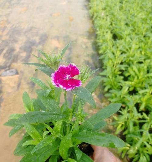 日本石竹花语（花开花落）