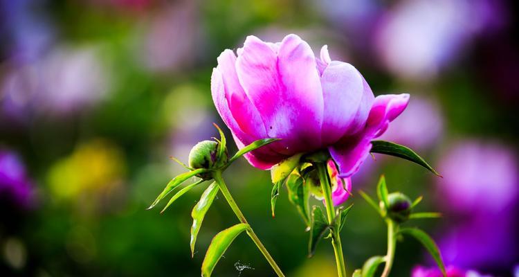 芍药花语与养殖方法（了解芍药花语）