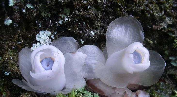 水晶兰花的神秘语言（探寻水晶兰花语的奥秘）