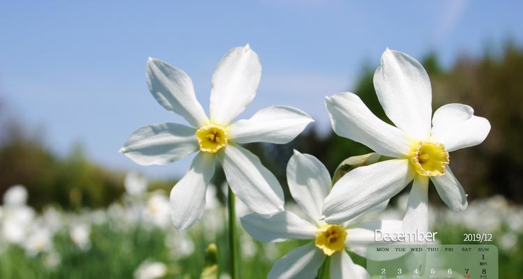 水仙花（水仙花的传说与文化内涵）