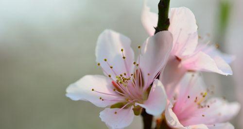 桃花的神奇特点（探秘桃花的独特魅力与意义）