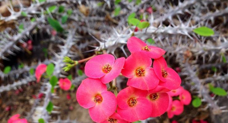 铁海棠花语解读与传承（以花语传递真情唤起内心共鸣）