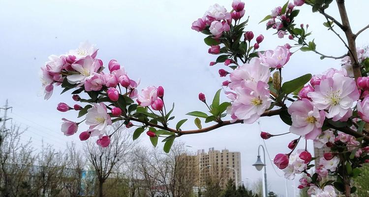 西府海棠花语（探寻西府海棠花语的深层含义）