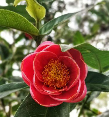 山茶花花语（山茶花）