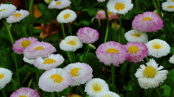 雏菊花语与寓意（探寻雏菊花语的美丽意义）