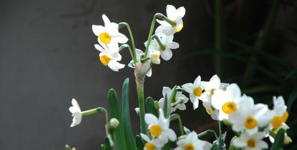 纯白水仙花花语的美丽传承（致敬纯洁与希望的花朵——纯白水仙花）