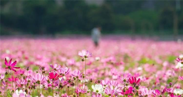 大波斯菊花语之美（探寻大波斯菊花语）