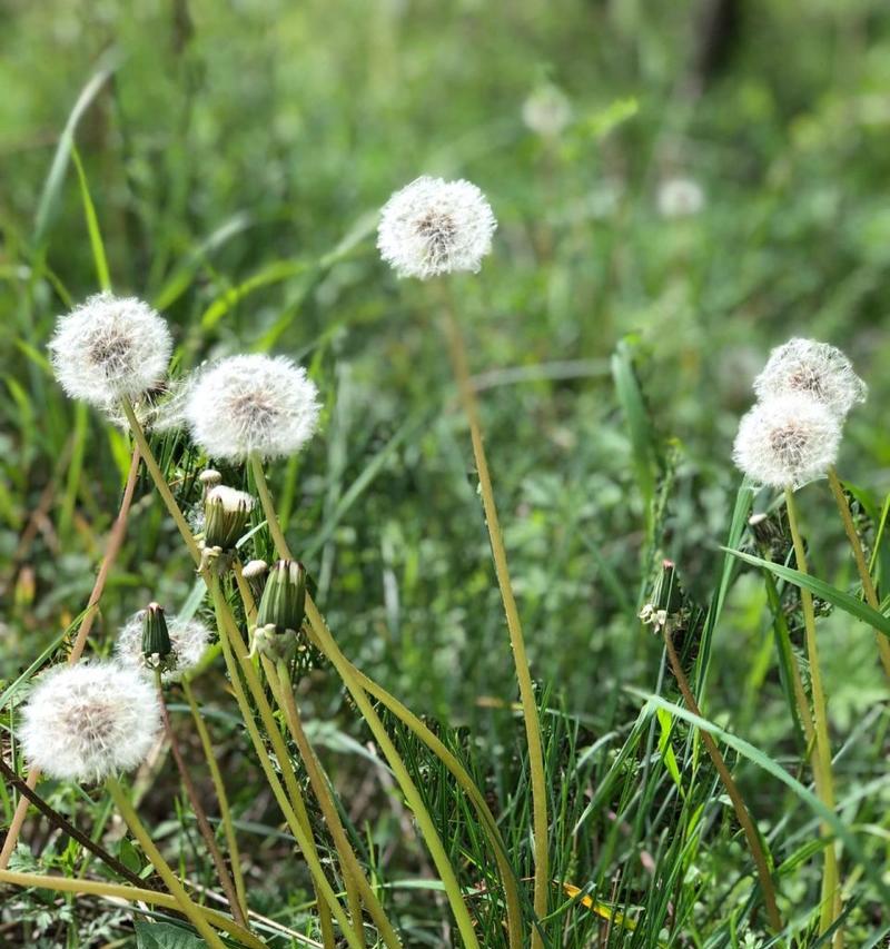 蒲公英的开花时间及季节特点（探寻蒲公英花期的奥秘）