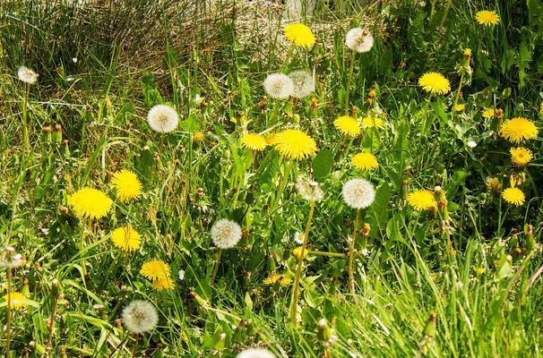 蒲公英的开花季节（在什么季节开花）