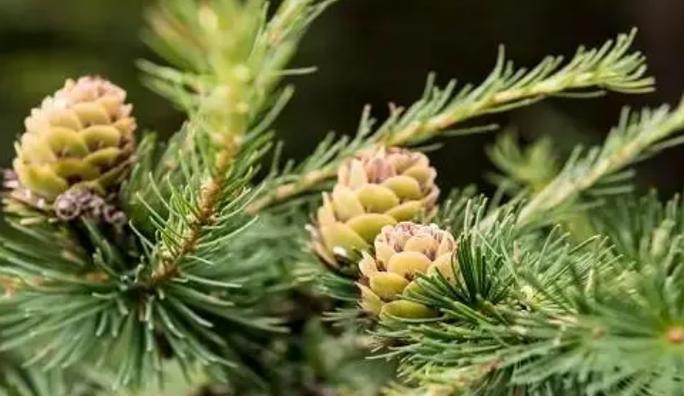 蒲公英是一种裸子植物（了解蒲公英植物的基本知识）