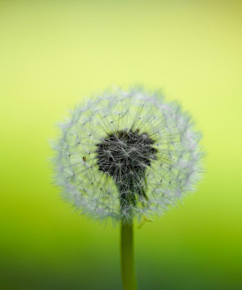 蒲公英（了解蒲公英的植物学分类及生态特征）