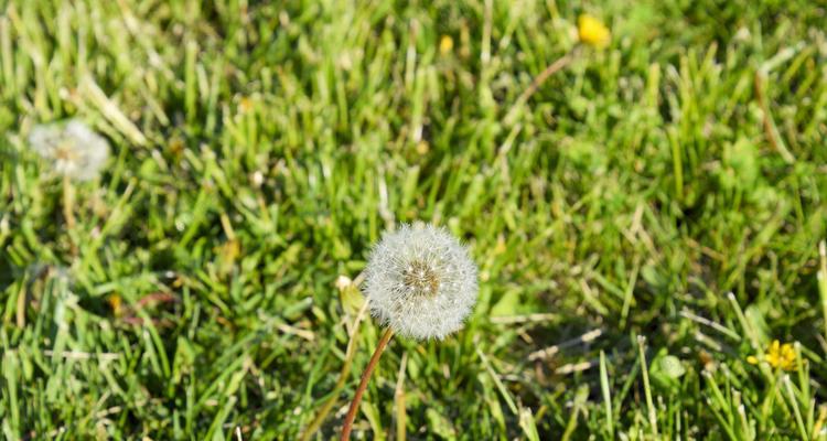 蒲公英种子发芽时间（探究蒲公英种子发芽需要的条件和影响因素）