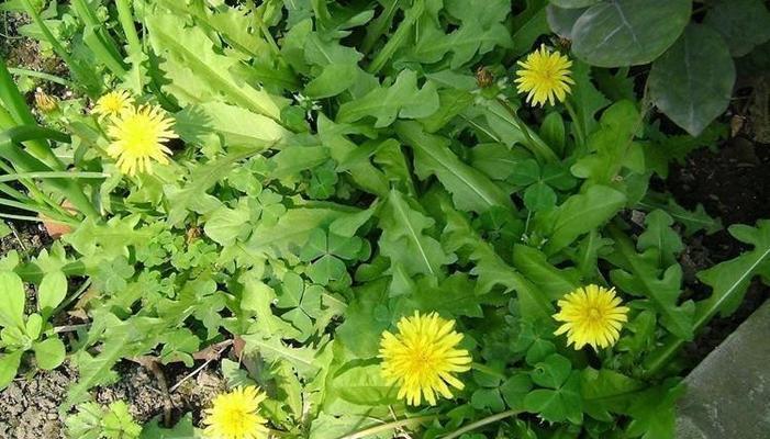 种植蒲公英种子的最佳时间（掌握关键时间节点）