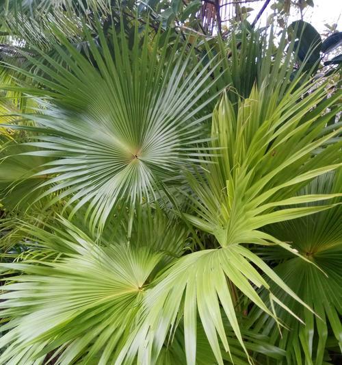 蒲葵是裸子植物吗？解析裸子植物的特征和蒲葵的分类