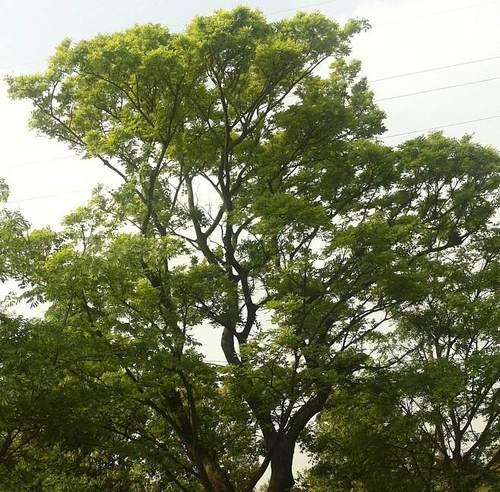 探讨朴树是否为裸子植物（裸子植物的定义）