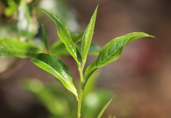 影响茶叶品质的因素（影响茶叶品质的因素）