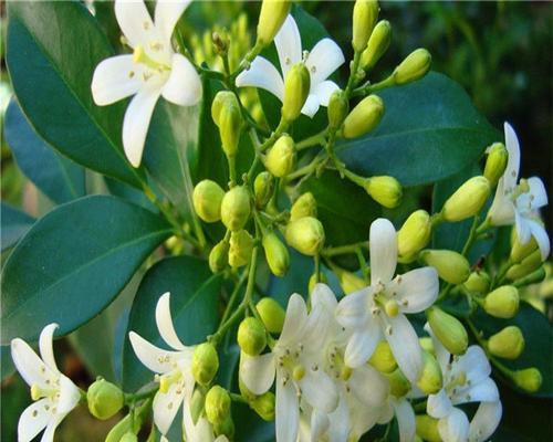 七里香开花周期揭秘（从种植到开花）