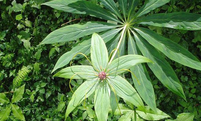 七叶一枝花的室内种植技巧（如何在室内培育美丽的七叶一枝花）