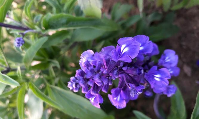 棋盘花的开花月份与季节剖析（了解棋盘花开花月份）