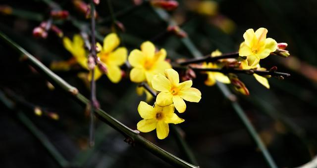 迎春花花语（迎春花的花语和象征意义）