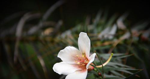 油桐花花语（油桐花的花语与初恋的相似之处）