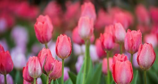 郁金香花语与寓意（深入探究郁金香花语的神秘与美丽）