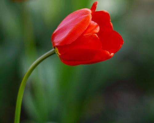 郁金香花语与寓意（探索郁金香花语）