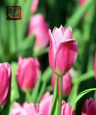 郁金香（探寻郁金香的花语和传奇）