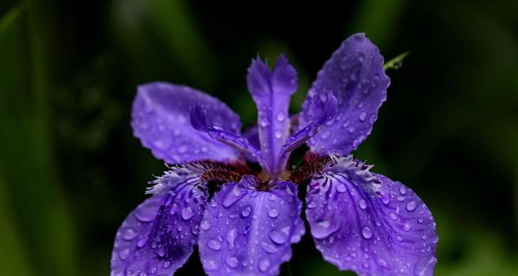 花开花落，传递情感与祝福的花语（以蒲公英和鸢尾）