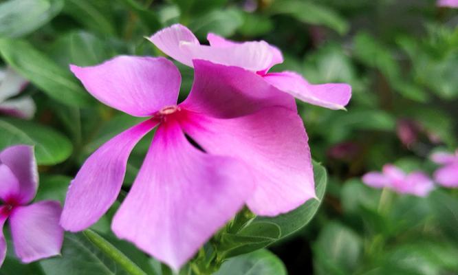 长春花的花语与寓意（美丽的花朵）