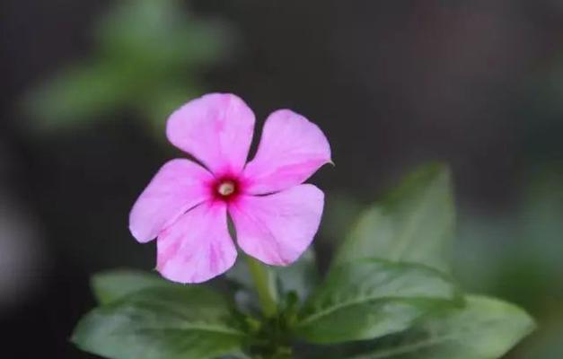 长春花花语之美与寓意（揭秘长春花的花语及其深远意义）