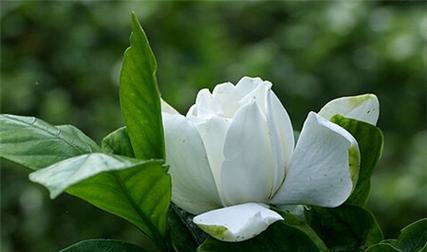 栀子花的花语及意义解析（探寻栀子花的神秘语言）