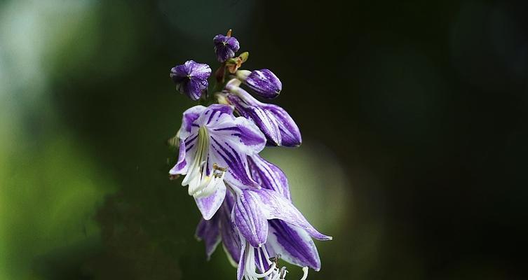 紫萼的花语与文化背景（紫萼的花语传承与文化内涵）