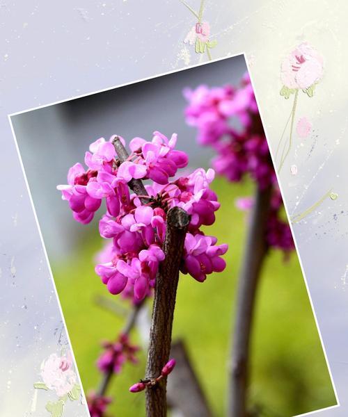 紫荆花的花语与寓意（探寻紫荆花的神秘之处）