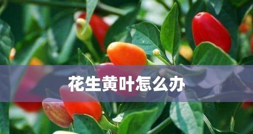 花生黄叶的成因和解决方法（探究花生黄叶的原因和有效的解决方法）