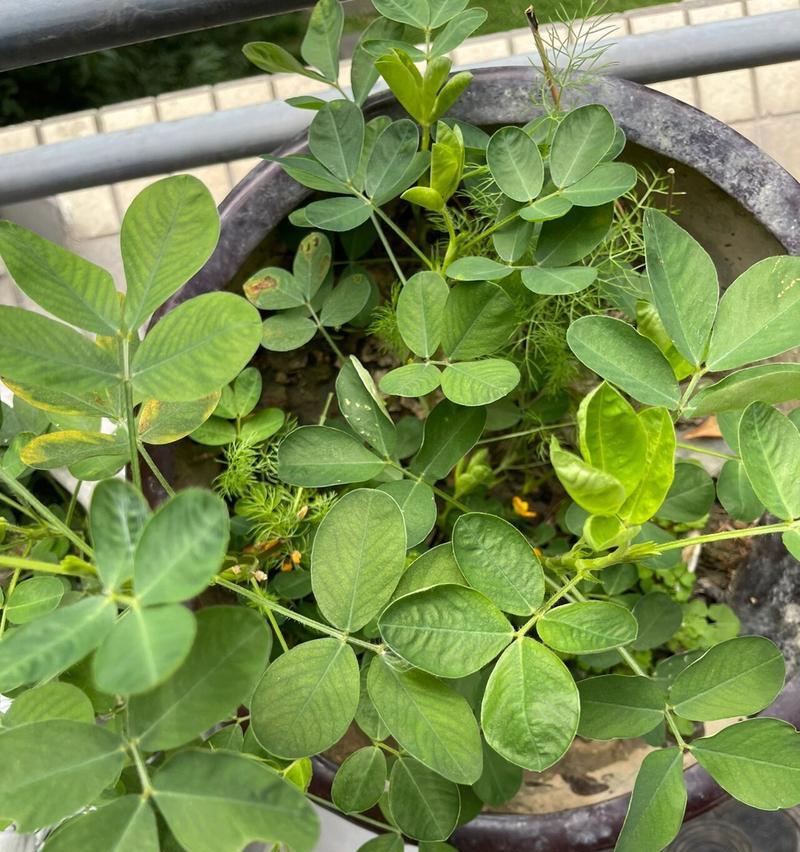 花生的开花结果时间及特点（探究花生的生长规律和果实发育过程）