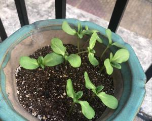 花生皮可以直接种花吗（探究花生皮的植物种植价值）