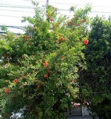 花石榴的开花时间（揭秘花石榴花期特征与养护技巧）