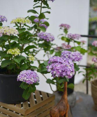 花手鞠绣球的生长特点及开花时间（探究花手鞠绣球的花期及管理技巧）