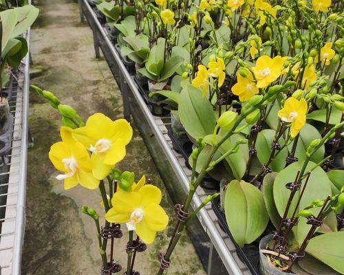 花仙子的生态特点和室内养护技巧（了解毒性）