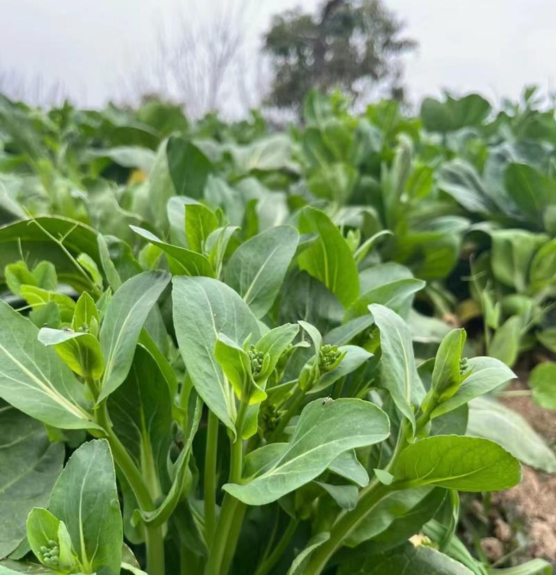 花叶苔菜种植全指南