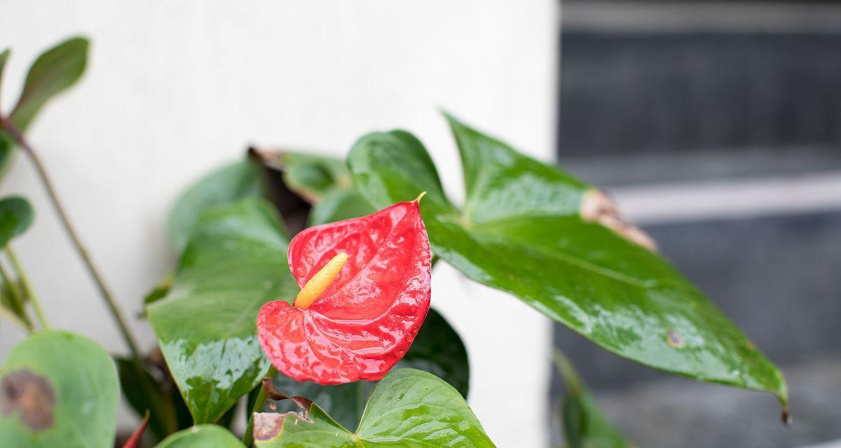 花烛花枯萎的救命方法（让你的鲜花开得更久——如何延长花束寿命）