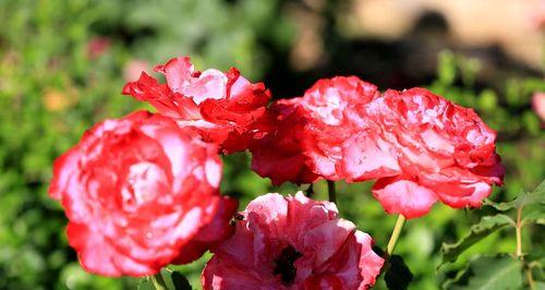 淮北市花是什么花（探寻淮北市花的种类和含义）