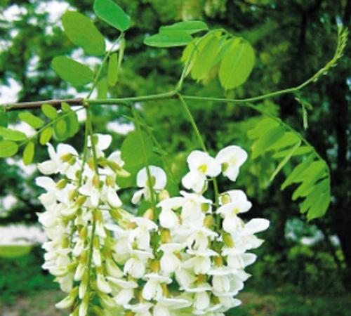 槐花开花季节的详解（探究槐花开花的时间及其特点）