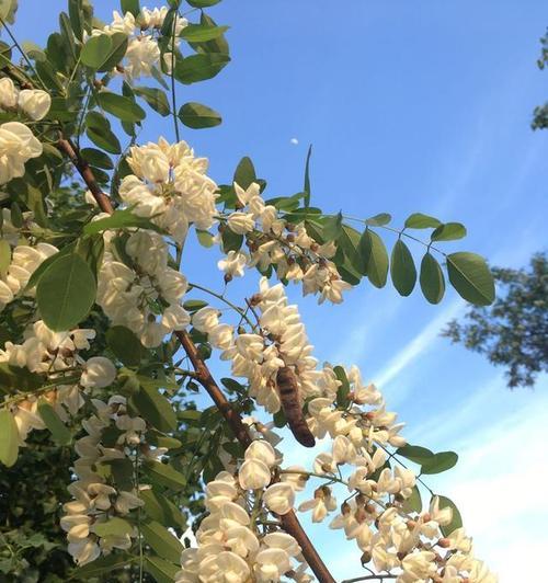 槐花开花结果时间解析（探秘槐花的开花周期和果实成熟时间）